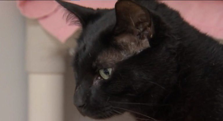 iniciativa-para-salvar-gatos-arrecada-valor-milionario no-japao